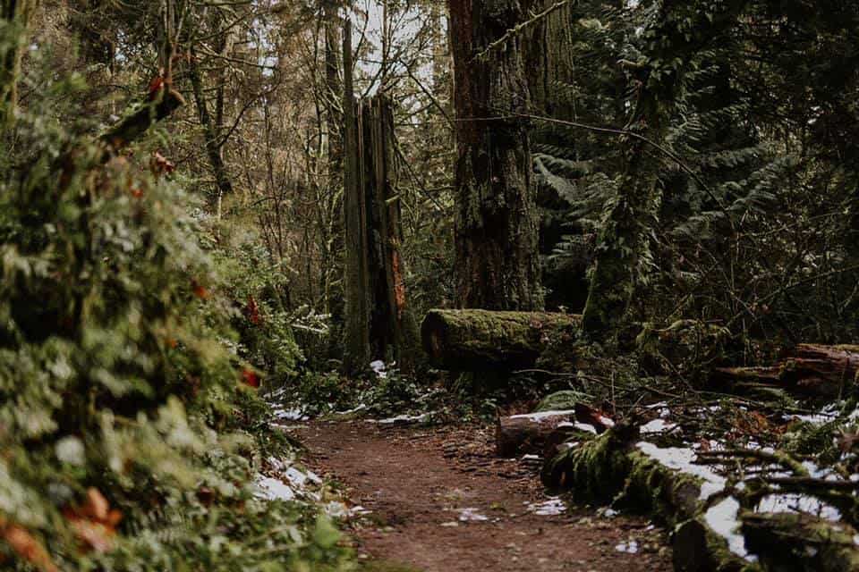 Melting snow on a trail in Washington state in the spring