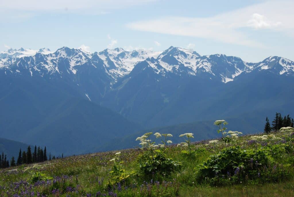 Mountain views and wildflowers at Hurricane Ridge in Olympic National Park