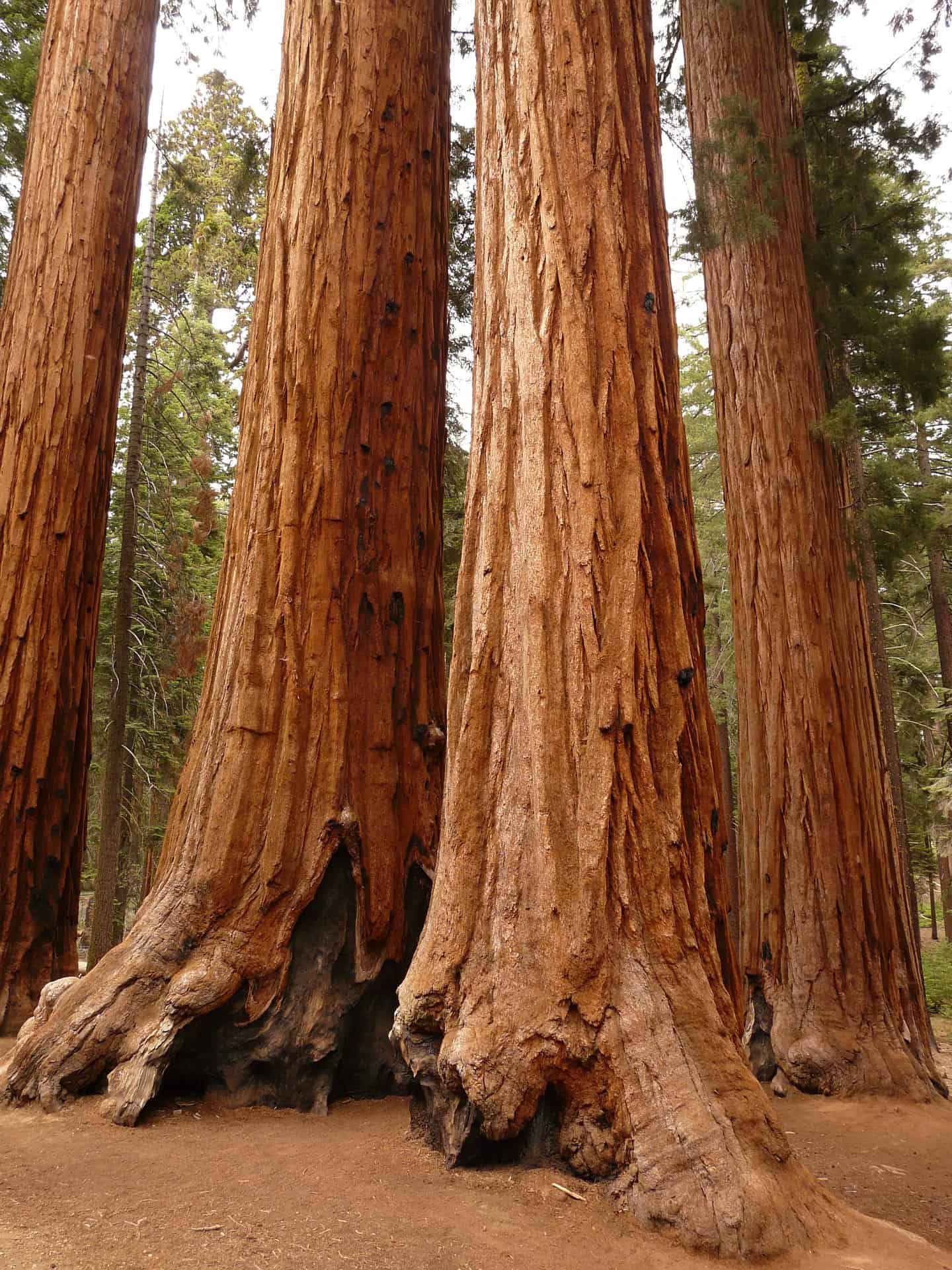 group of huge sequoia trees